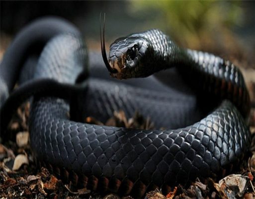 Snake Information In Hindi – सांप के बारे में रोचक जानकारी हिंदी में